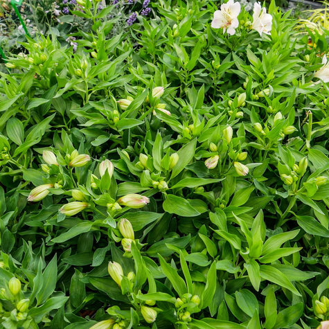 Alstremeria ogrodowa Times Valley (C2)