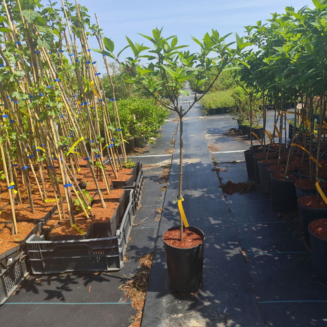 Hortensja Angels Blush szczepiona na pniu