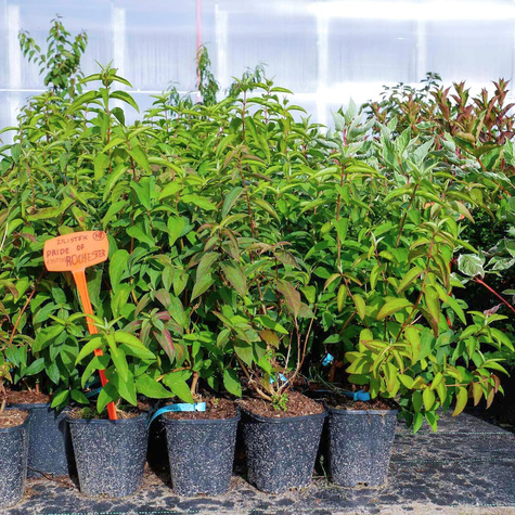 Żylistek karbowany Pride of Rochester (C2)