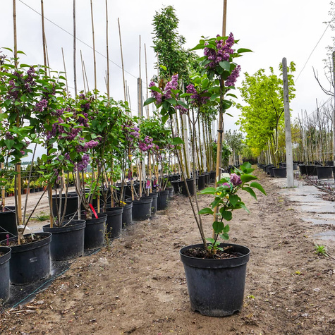 Lilak pospolity Niebo Moskwy (C10)