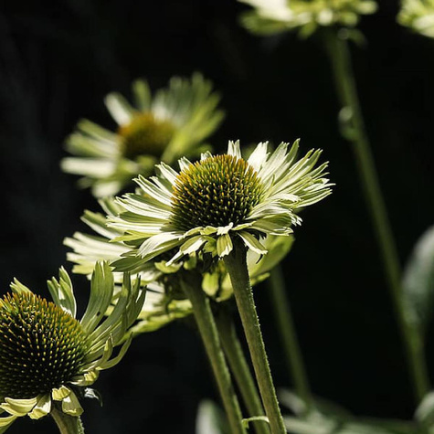 Jeżówka Green Jewel Zielony Klejnot (C2)