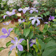 Powojnik Clematis bylinowy Arabella