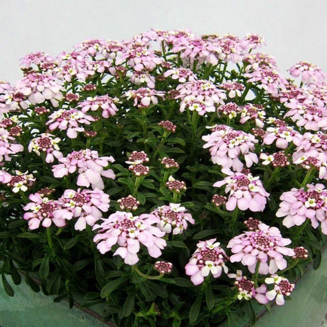 Ubiorek wiecznie zielony Pink Ice (C2)