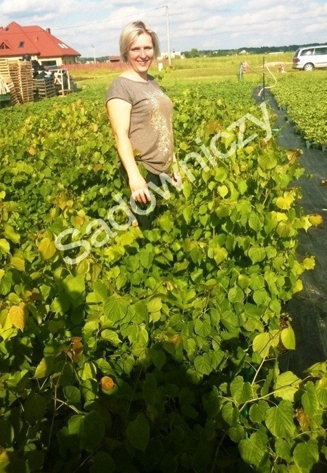 Lipa drobnolistna obw. 8-10cm