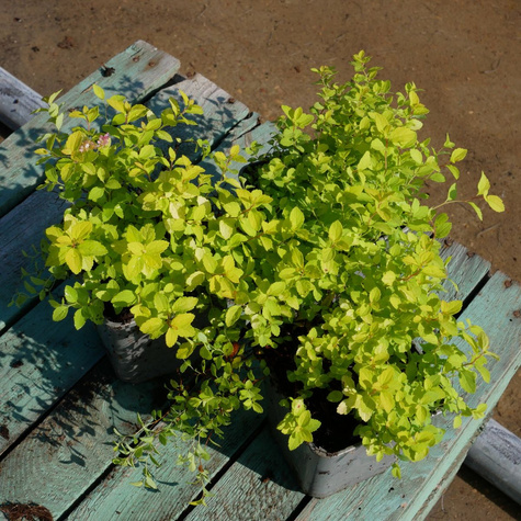 Tawuła japońska Golden Carpet (P9)