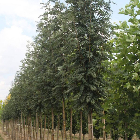 Jarząb Pospolity Fastigiata Szczepiony Na Pniu