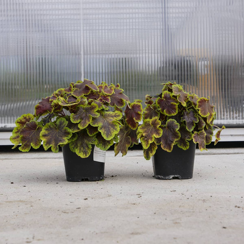 Żuraweczka Solar Eclipse - (C2)