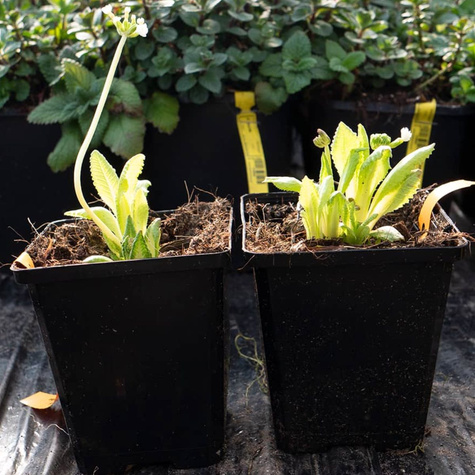 Pierwiosnek ząbkowany Alba (C2)