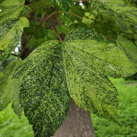 Klon jawor Leopoldii szczepiony na pniu
