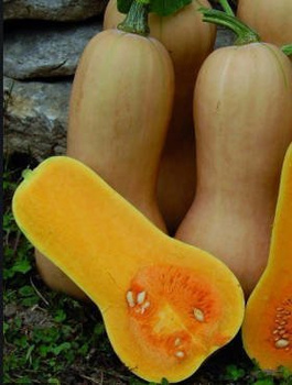 Dynia piżmowa Butternut 1g