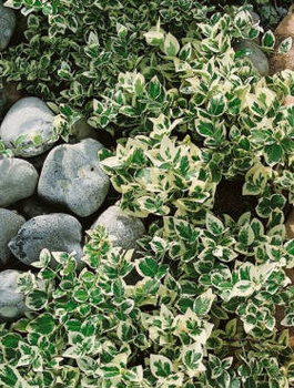 Trzmielina Fortune'a Emerald Gaiety (P9)