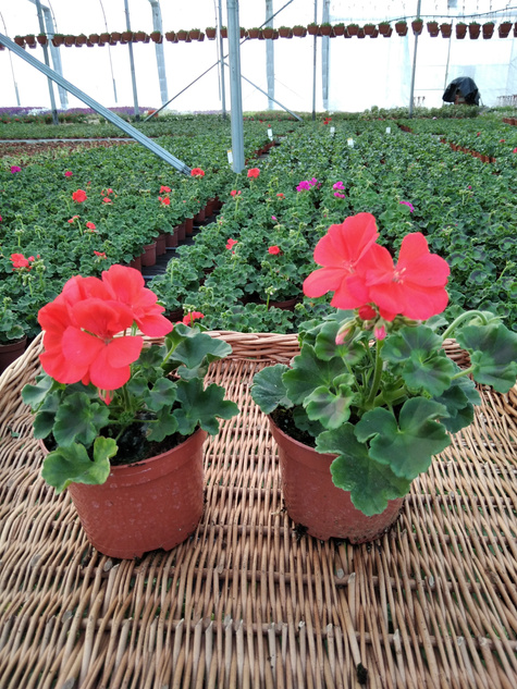 Pelargonia stojąca pomarańczowa Piękne sadzonki