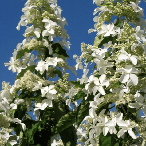 Hortensja bukietowa Levana (C2)