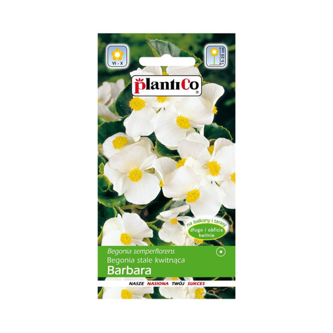 Begonia stale kwitnąca Barbara 0,1g