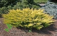 Jałowiec płożący Lime Glow (C2)