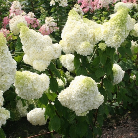 Hortensja bukietowa Magical Moonlight (P9)