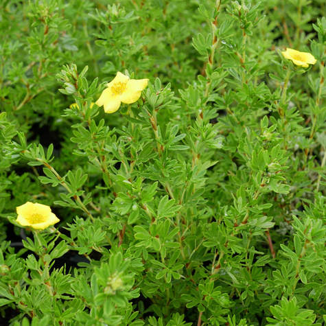 Pięciornik krzewiasty 'Klondike' (C2)