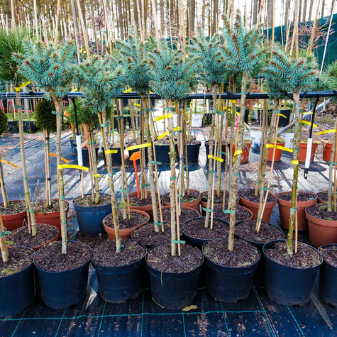 Świerk kłujacy Blaukissen na pniu Pa50