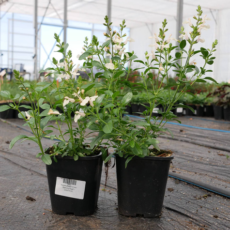 Szałwia greggii Mirage Cream (C2)