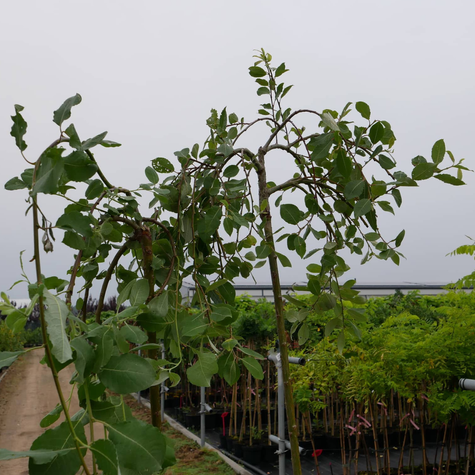 Wierzba IWA Szczepiona Na Pniu