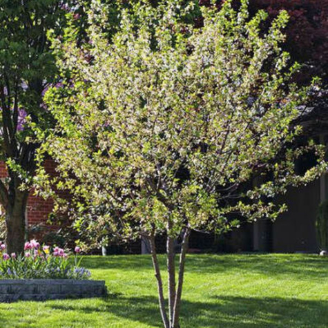 Czereśnia połkarłowa Sandra z ciemnoczerwonymi owocami w doniczce