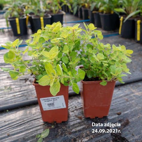 Lebiodka pospolita Oregano Gold Nugget