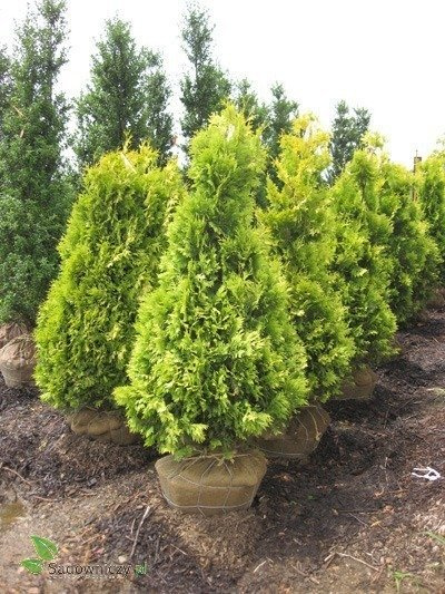 Thuja Tuja Żywotnik zachodni Yellow Ribon (C2)