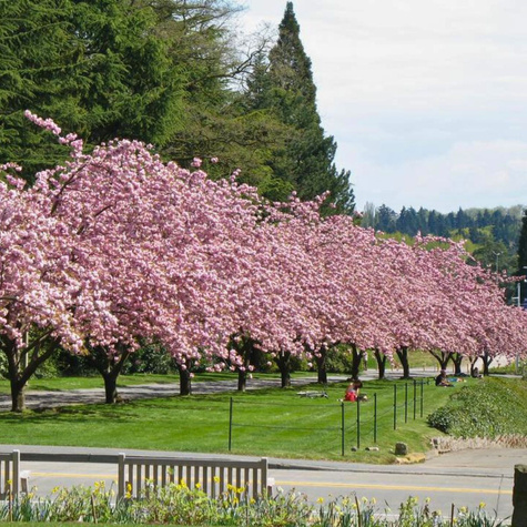 Wiśnia Piłkowana Royal Burgundy Prunus Serrulata