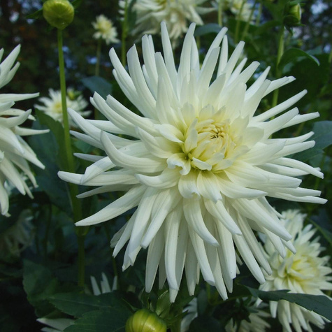 Dalia kaktusowa My Love biała