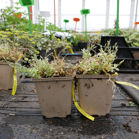 Żagwin ogrodowy Dr Mules Variegated