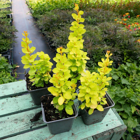 Berberys thunberga Golden Tower (P9)