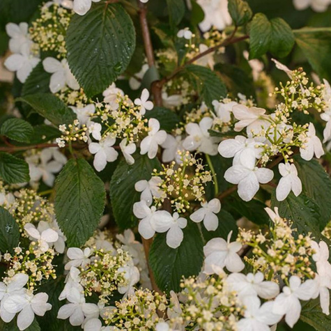 Kalina japońska Kilimandjaro (C2)