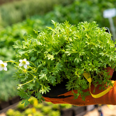 Skalnica Andersa biała (C2)