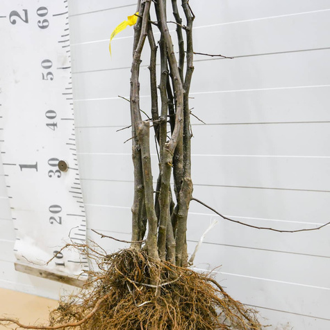 Pigwa jabłkowa Uśpiech Plant Pack