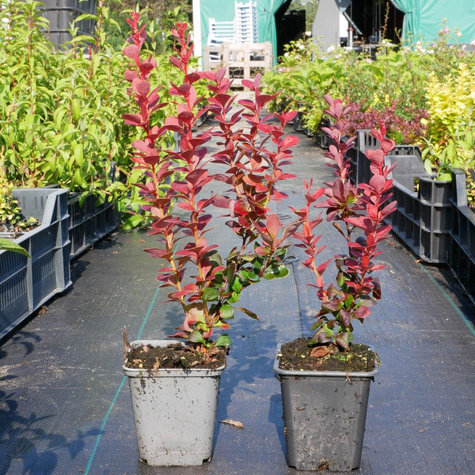 Berberys thunberga Vulcono (P9)