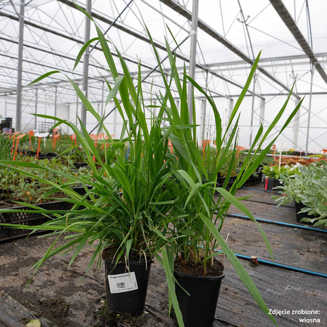 Mozga trzcinowata (C2)