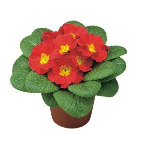 Prymulka Pierwiosnek czerwona sadzonka w doniczce