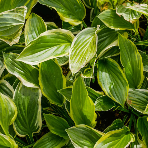 Funkia Hosta So Sweet (C2)