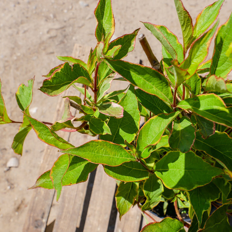 Krzewuszka cudowna Sunny Princess (C2)