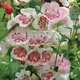 Penstemon Ice Cream Strawberries & Cream (C2)