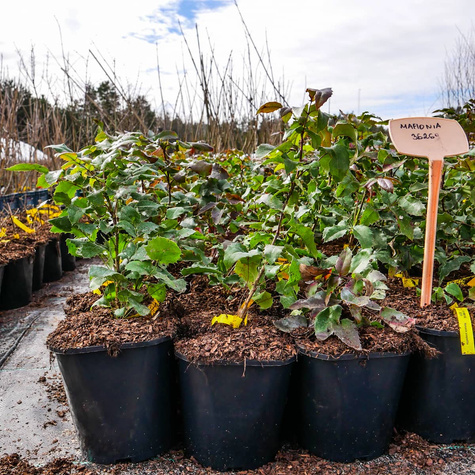 Mahonia pospolita (C2)