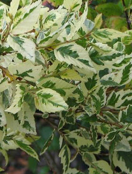 Brzoza Nadrzeczna Czarna Shilon Splash Szczepiona Na Pniu