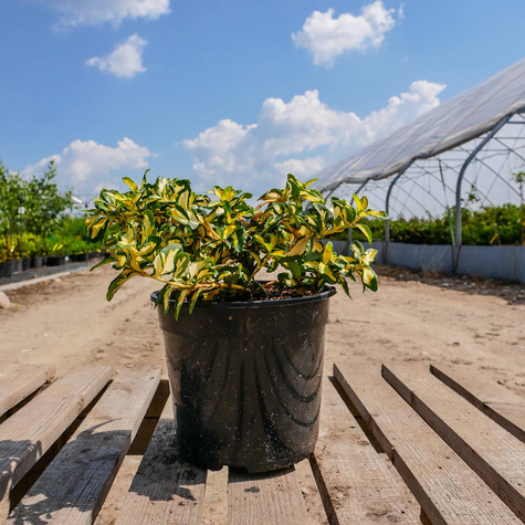 Trzmielina Fortune'a Mickaela