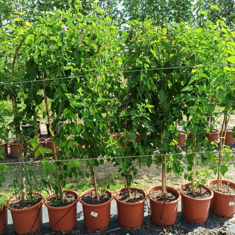 Morwa Czarna Pendula Pa 180 (C10)