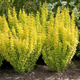 Berberys thunberga Golden Touch (P9)