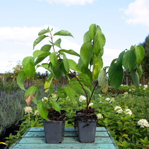 Dereń biały Aurea (P9)