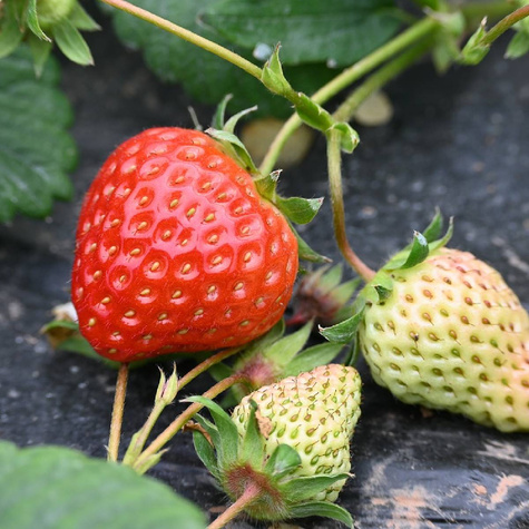 Truskawka HOLY śr. wczesna sadzonki truskawek Frigo POLSKA ODMIANA 10 szt