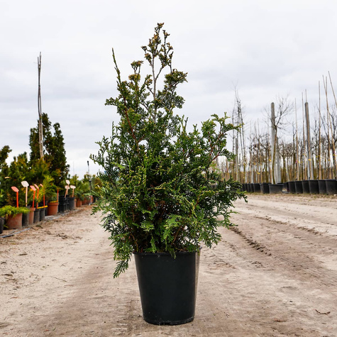 Thuja Tuja Żywotnik zachodni Aureospicata Pachnąca jabłkiem