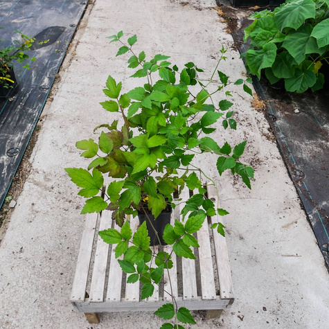 Powojnik Clematis okrywowy Praecox (C2)