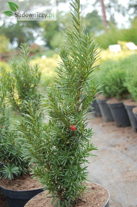 Cis pośredni Hatfieldi